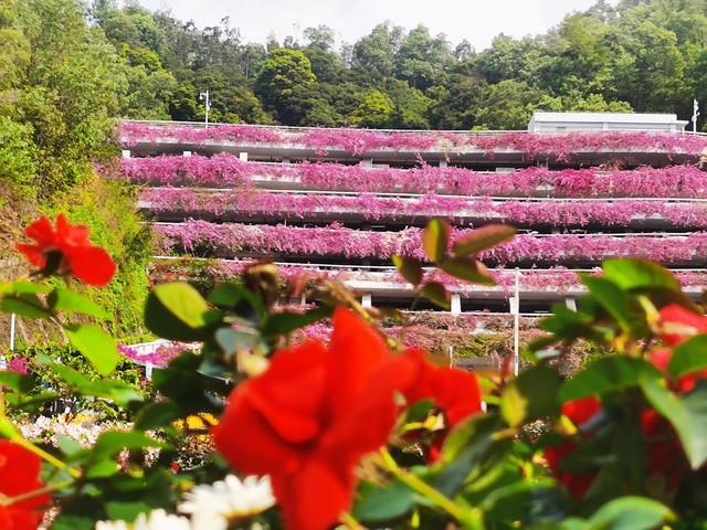 仙湖植物园大门停车场三角梅花海“瀑布”成网红打卡点，谁拍谁美