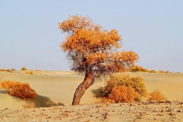 出片率100%！赴一场沙漠胡杨的金色之约