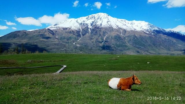 新疆真糊涂啊！赛过东北的雪景顶流，外地人都喜欢，赶快宣传吧！