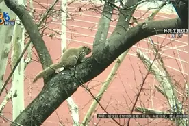 西湖边小松鼠在他家楼上“住下”了，万万没想到……图片