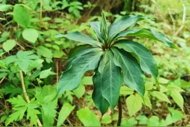 七叶一枝花又叫重楼，国家二级保护植物，不能随意采挖，有啥价值图片