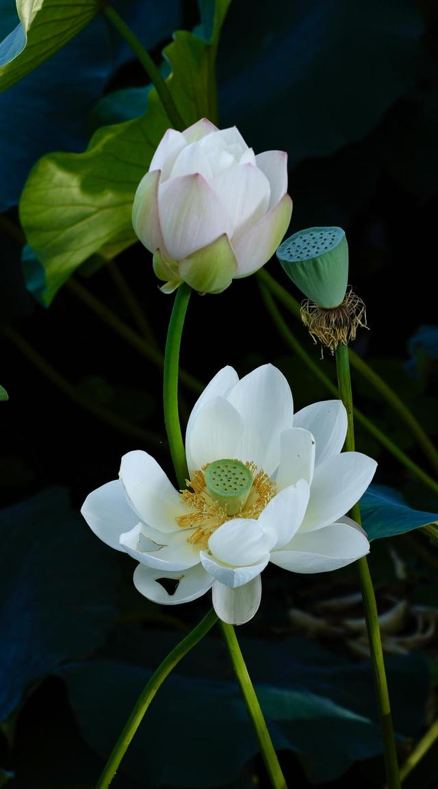 荷花依旧“笑”秋风