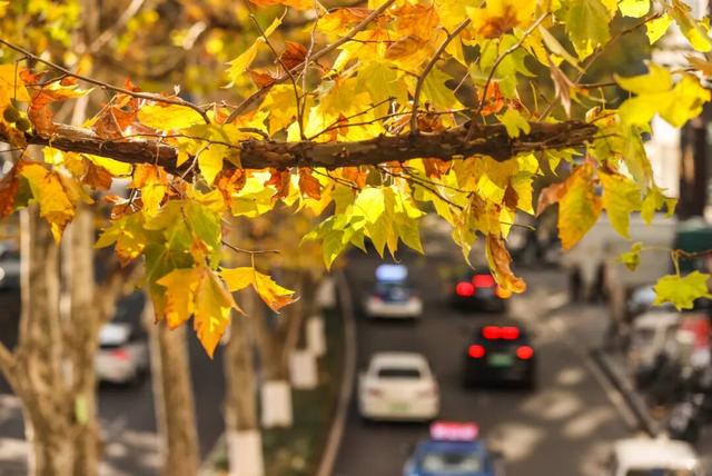 梧桐为笺，车流作墨——北京路写下一封贵阳版的“冬日情书”