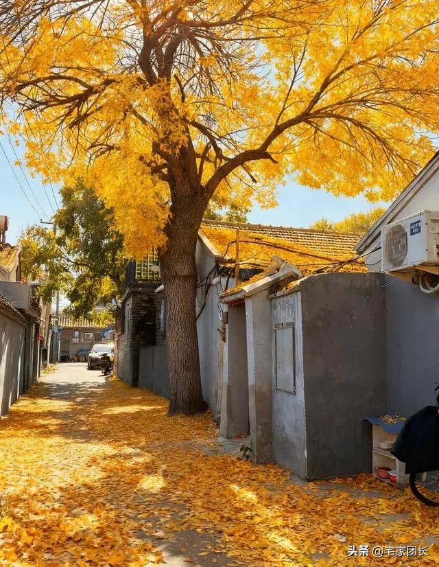老舍先生说过:北平之秋是天堂,北京的秋藏着最动人的美