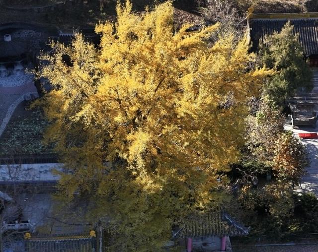 绚烂！千山木鱼庵古银杏黄了