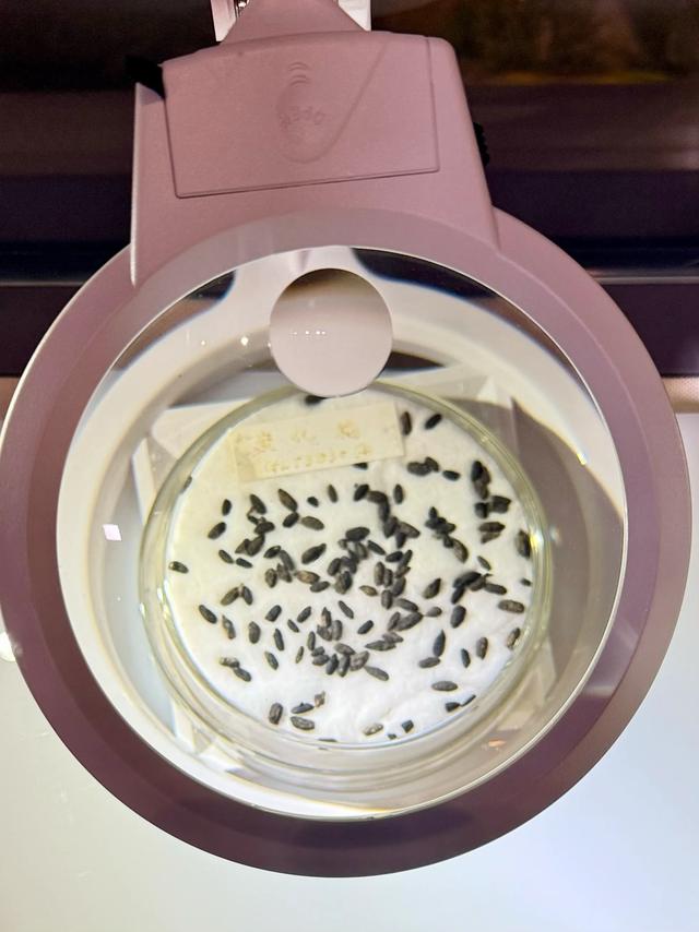 烟火高邮（高邮博物馆）