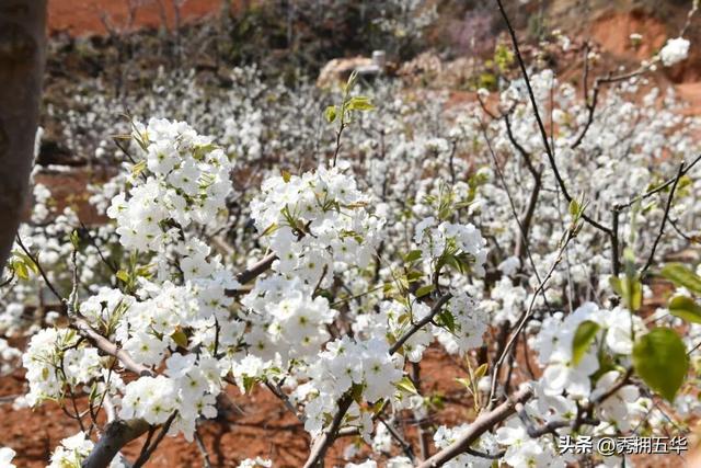 滇超在五华 | 不论输赢，美景奉上！快来昆明队主场开启一场田园治愈之旅