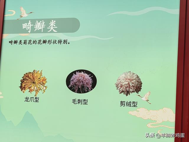 秋风独宠一园菊，晚来香艳出樊篱——北京北海公园2025年菊花展