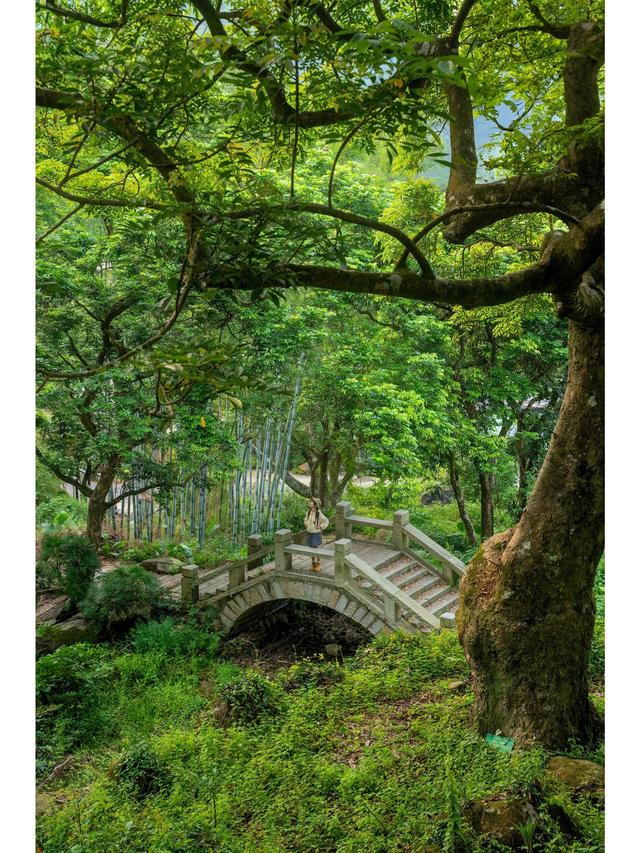 广州藏了片“塞尔达魔幻森林”千年古榄树+青苔秘境，市区1h直达