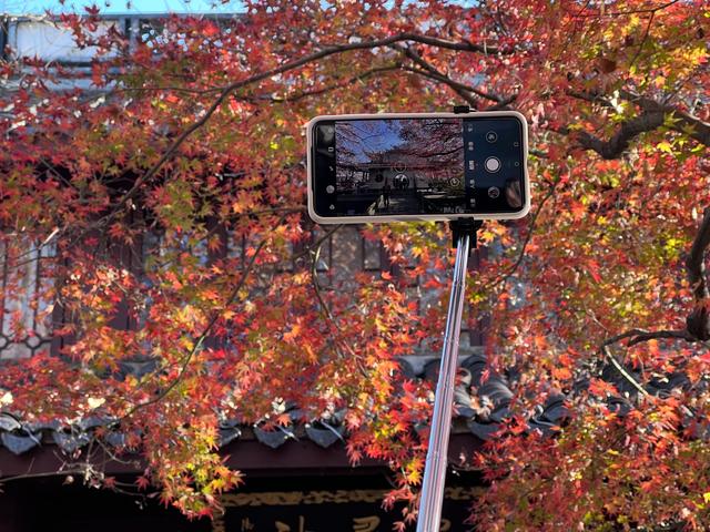 杭州红叶季：桂花之后百花杀，旖旎红叶胜百花。