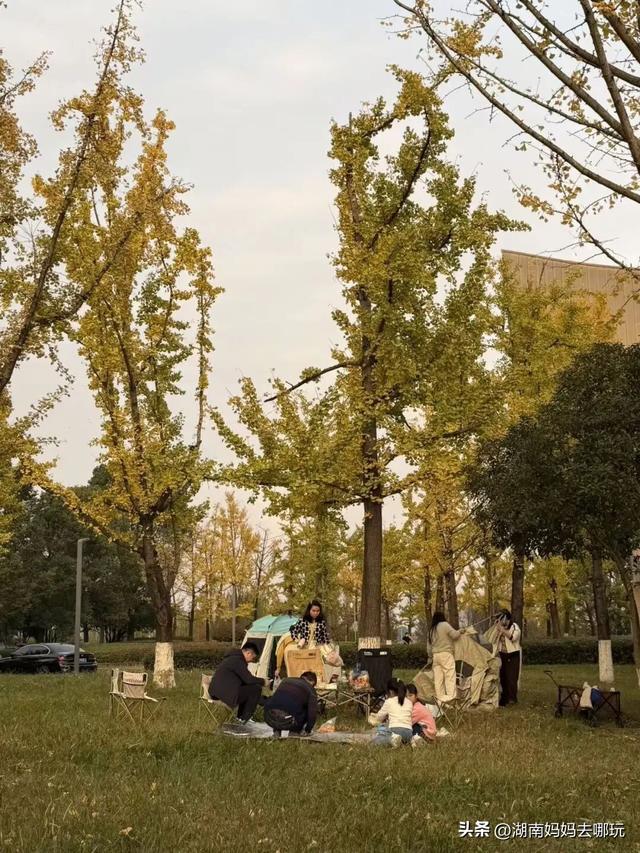 冬日遛娃就去长沙“济州岛”！水杉染红，芦苇摇浪，0元解锁 “橘子海” 日落