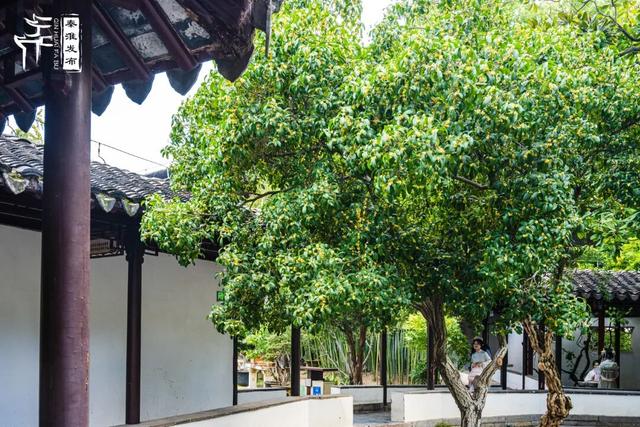 花样秦淮｜秋桂