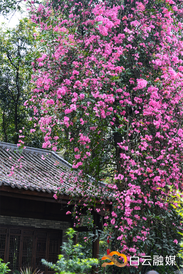 主题花墙、瀑布花海，快来打卡出片！这个白云街区的三角梅爆花了