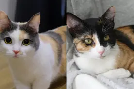 全网有一半三花猫确诊是彩狸？如何区分？图片