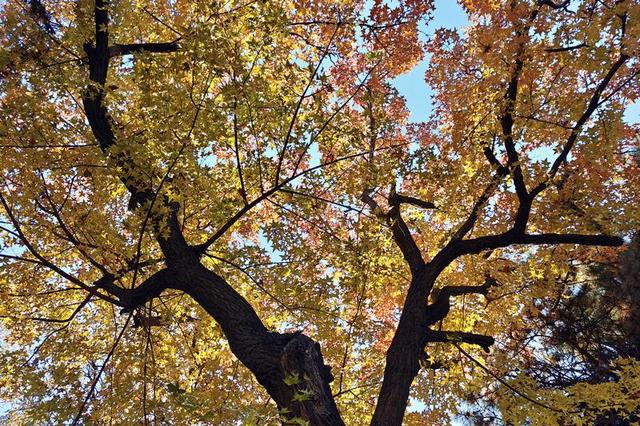 “枫”景如画！解锁伪满皇宫博物院的深秋诗意