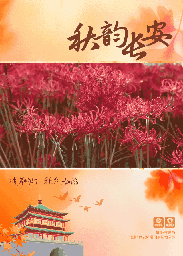 西安这抹秋日限定绯红，美到窒息！