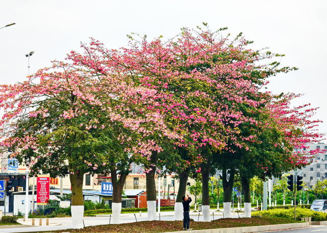 美丽异木棉绚烂绽放！快来罗定这条路邂逅冬日“粉色浪漫”