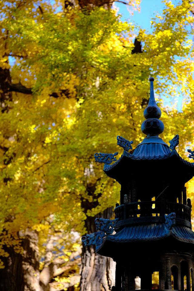 生为山东「银」，何其有「杏」！