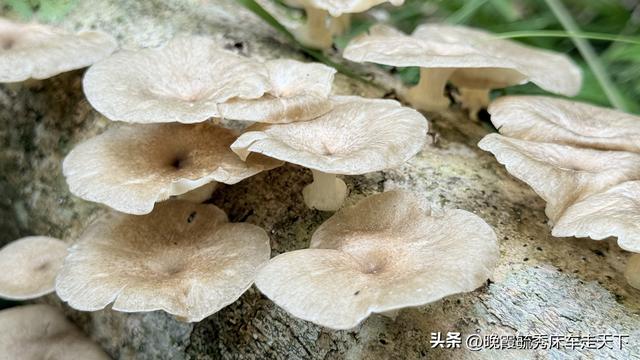 海南的蹉跎岁月——没有白走的路，也没有意外的伤