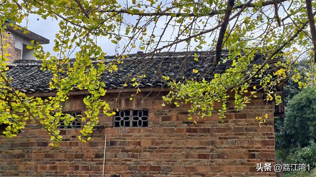 金叶映古村，醉美长岗岭