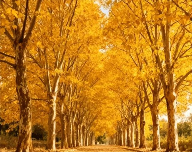 落叶铺就黄金路，初冬赴一场梧桐之约！