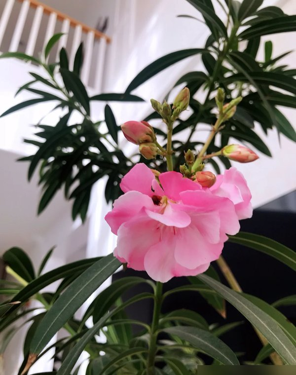 阴花不能进阳宅！这5种花“打死}也不养,家里若有快挪走！