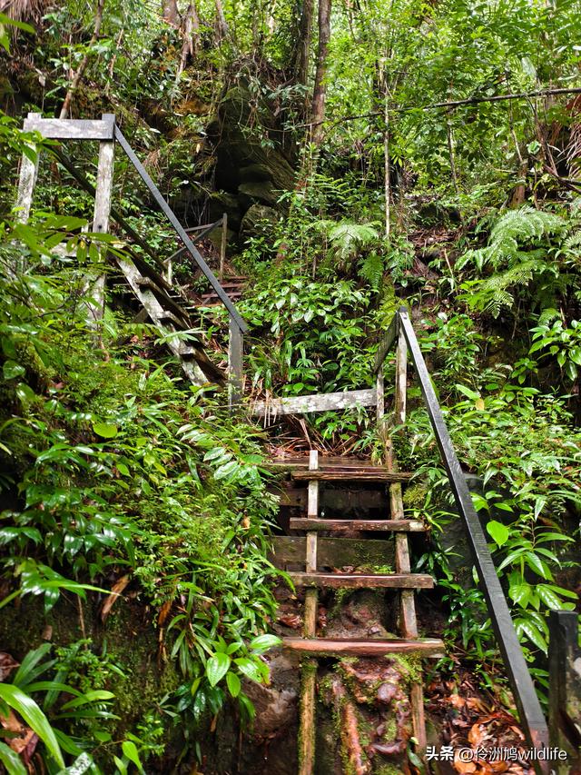 马来西亚(36)砂拉越州⑩峇哥国家公园夜间徒步体验