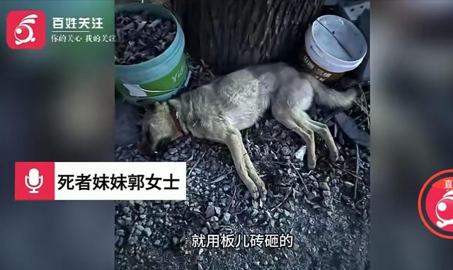 狗咬人反杀案反转？凶器上只有死者DNA	，律师透露，凶手另有他人