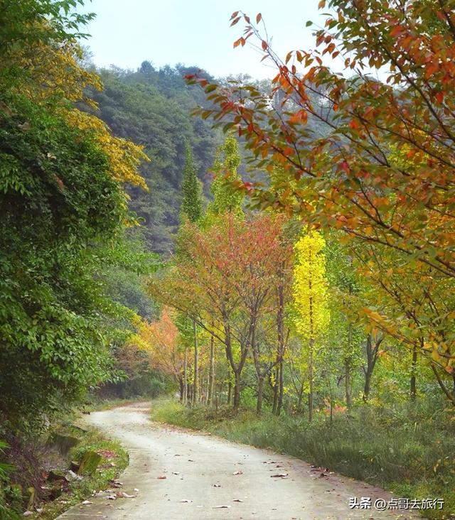 成都都江堰最冷门彩林，免费开放，山野中的惊艳，公交车可达！