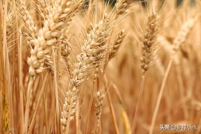 明日小雪，“小雪不过午，冬天冻死牛”，冬天冷不冷就看小雪！