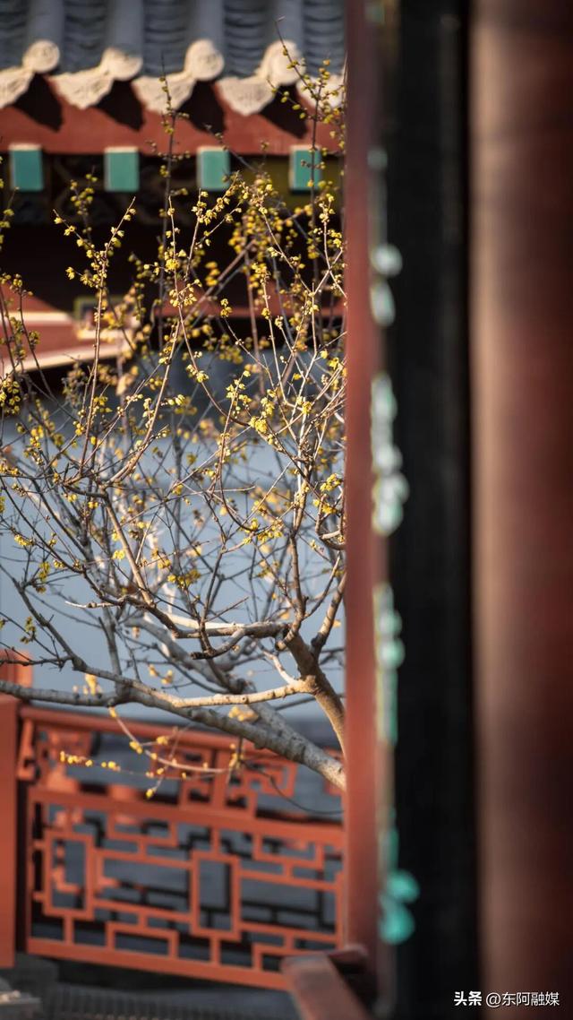 山东的第一波蜡梅开啦！快来邂逅这份冬日限定的浪漫