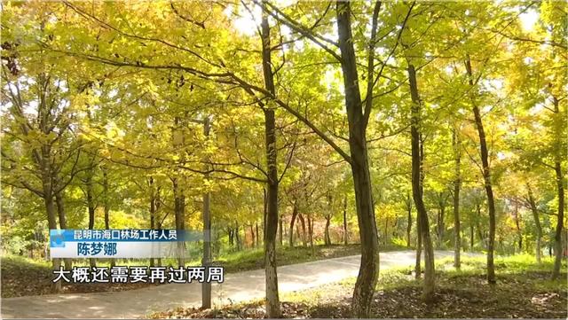 200亩枫海,11月初红艳上线!快来这里赏 “秋日大片”~