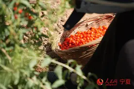 “行进中国”调研行·活力宁夏丨火红的枸杞 红火的日子图片