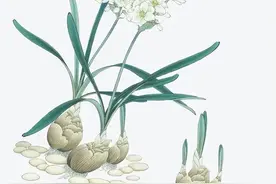 不懂装懂为什么说是“装蒜”？“葱”和“姜”行不行？图片