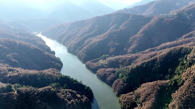 绿春:胶叶红似火 染醉李仙江畔的初春美景