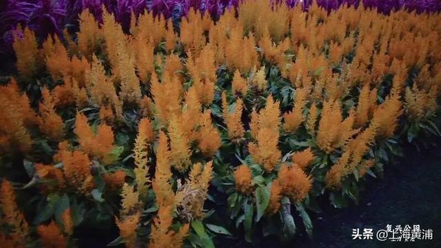 黄浦的秋：色彩与诗意“交响”