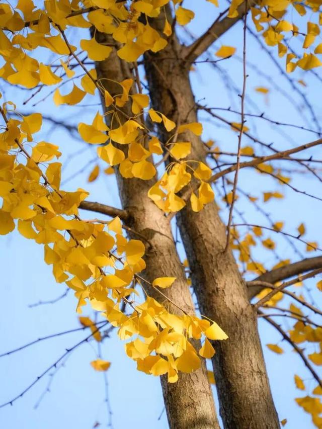 比青山湖人少，比湘湖低调，杭州东北藏着一条“银杏+水杉”组合路线！