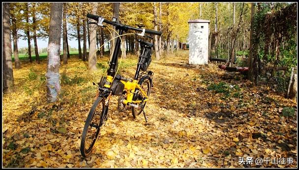 金叶轮行：大行045折叠自行车薛城→官桥薛国故城银杏林深度评测