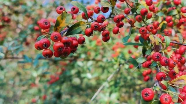 红满枝头!凤鸣公园火棘果红,你来与不来美就在那里!