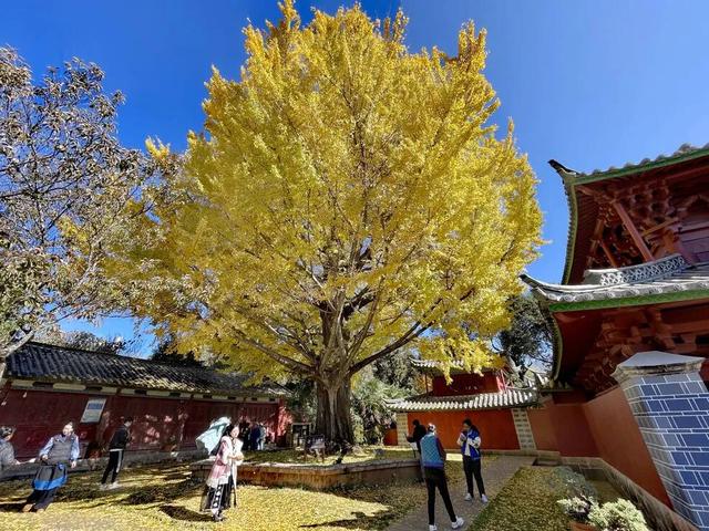 【视界】红墙映金叶!500年古银杏迎最佳观赏期