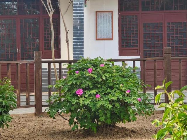 柏乡漫记：汉牡丹故里，千年古县的静好时光（周末游河北推荐）