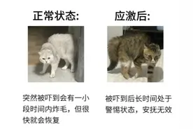 猫咪从“应激”到死亡，可能只需要一天，占了两个就很危险图片