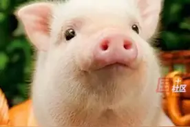 老人喂猪时中风被家猪咬掉下体图片