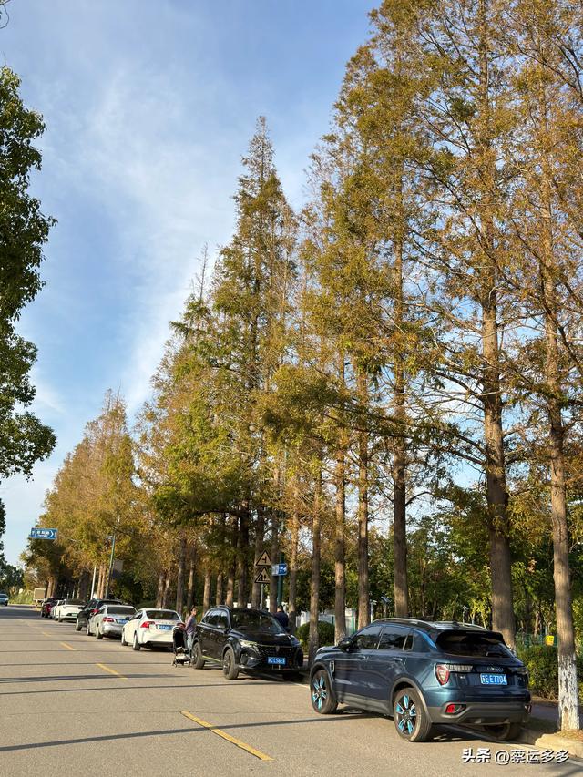 上海的乡村美得我头晕目眩