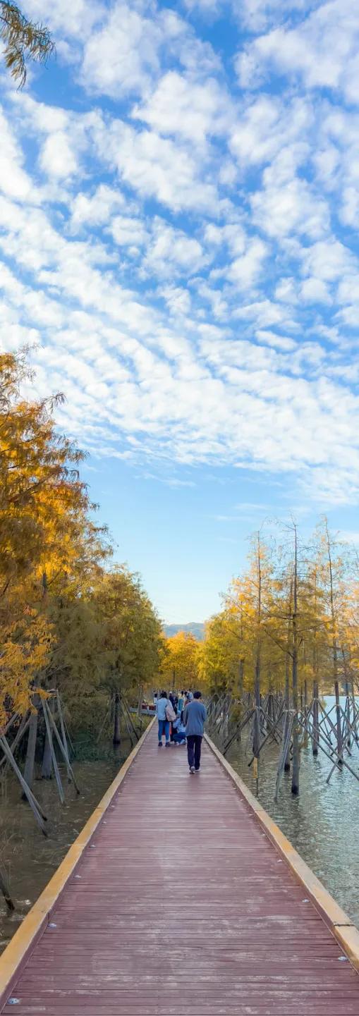 深圳秋日限定：三处落羽杉秘境，邂逅南国绚烂！