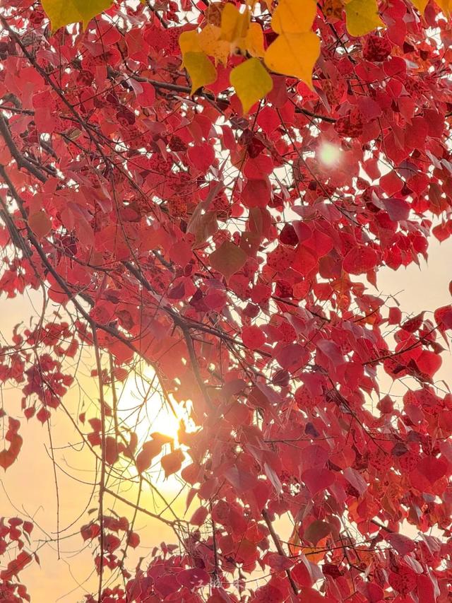 太出片了！这里的枫叶红了，乌桕美了！网友：原来武汉的秋天这么多情！