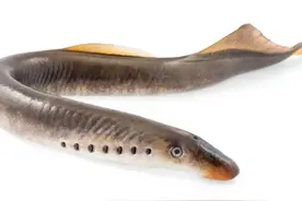 介绍三种东北神鱼，你真不一定吃过图片