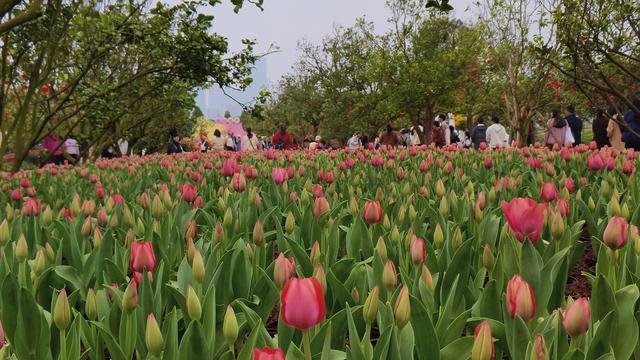 初三走进南宁青秀山赏花