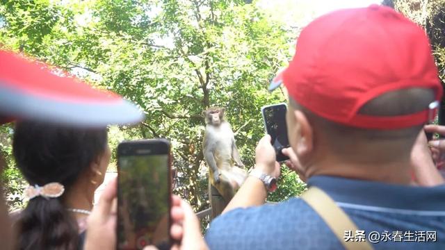 千人共赴永春牛姆林！永春旅发组织厦漳泉龙岩游客体验非遗盛宴
