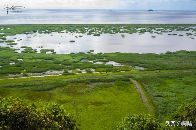 西湾一沙村的海边湿地绿意葱茏十分养眼，长堤之外就是滩涂和大海